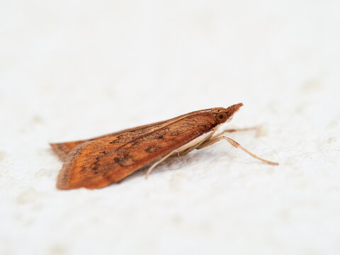 Rusty Dot Pearl Udea ferrugalis