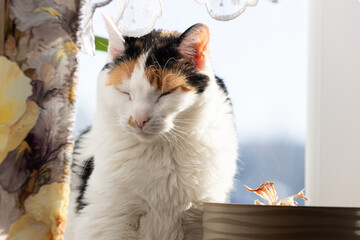 Happy Domestic Cat Sitting on Windowsill Indoors © workszop