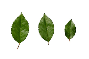 Obraz premium Green Leaves Isolated on Transparent Background, Natural Botanical Foliage Texture for Design, Branding and 3D | PNG