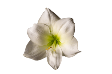 White Amaryllis Flower Isolated on Black, White and Transparent Background, Elegant Bloom from Multiple Angles
