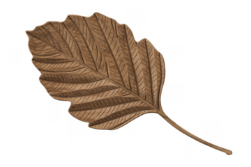 Brown leaf isolated detailed texture isolated on a transparent background