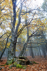 Obraz premium Niebla en el castañar