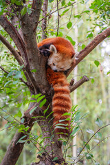 Obraz premium Just a red panda living life one branch at a time, Atlanta Zoo, Atlanta, Georgia, United States of America