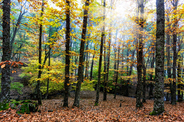 Oto&ntilde;o en el casta&ntilde;ar