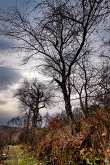 Camino de los robles centenarios en invierno
