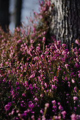 Obraz premium Beautiful purple forest heathens close up on the meadow in the morning mountains. Macro of wild bloomig flowers in spring. Colourful pink bush in springtime