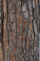 Obraz premium Close up of Italian stone pine bark texture. Natural cracked tree surface with layered wood structure, ideal for background, design and nature concepts.
