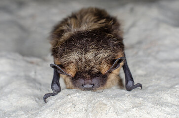 Hibernating northern bat (Eptesicus nilssonii)