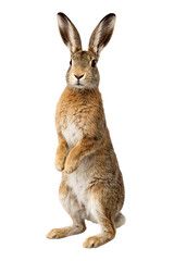 Obraz premium A realistic brown hare stands upright looking forward on transparent background