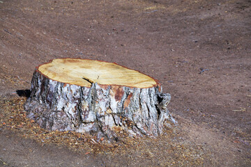 Low to the ground a freshly cut untreated pine tree stump, the remaining bottom part of a trunk and its roots after the tree has been taken down