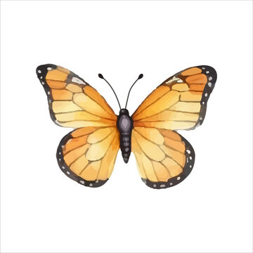 Watercolor butterfly, moths kipper, flutterer, lepidoptera, vector