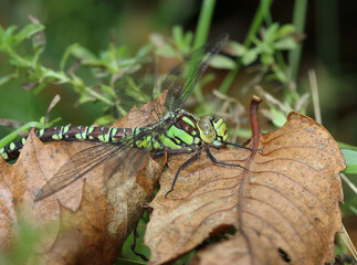 Blaugr&uuml;ne Mosaikjungfer - Southern Hawker