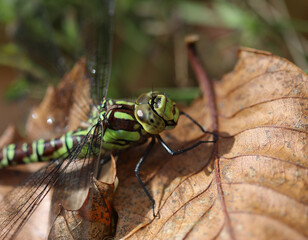 Blaugr&uuml;ne Mosaikjungfer - Southern Hawker