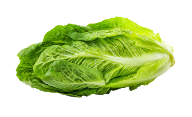 Fresh green romaine lettuce isolated on transparent background, organic vegetable for healthy salad.