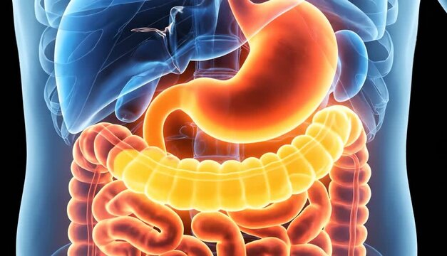 3D graphic of human body structure with highlighted digestive system, illustrative stomach and intestines function