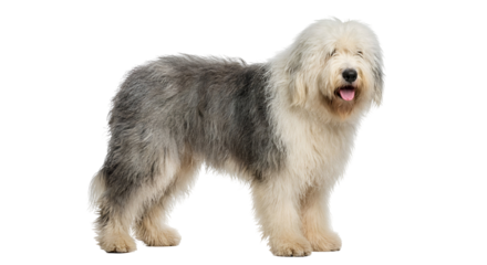 Fluffy Old English Sheepdog with a shaggy gray and white coat, standing gracefully with an open mouth, a charming purebred pet ideal for design, isolated on transparent background.