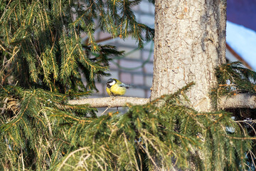a titmouse sits on a spruce tree in winter