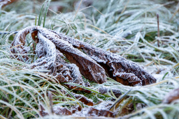 Bl&auml;tter und Gras mit einer Eisschicht im Winter