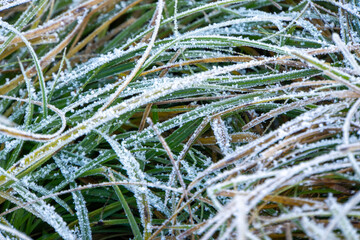 Detailaufnahme von Eis auf Grashalmen