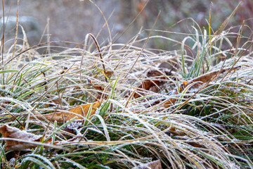 Eis auf Grashalmen mit verschwommenem Hintergrund