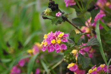 Fototapeta premium Pink and yellow Lantana closeup