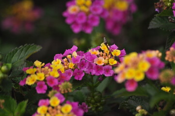 Pink and yellow Lantana closeup