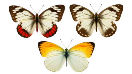 Three Butterflies with White Yellow and Red Wings on Black Background white wings