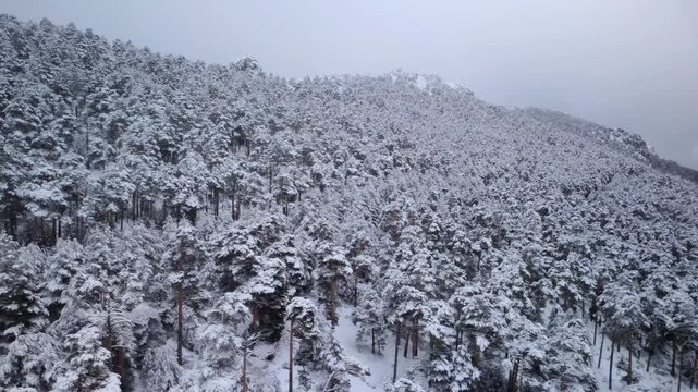Aerial drone footage flying over snow-covered pine forest in winter mountains under cloudy sky, natural winter landscape in Spain