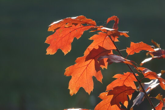 Bl&auml;tter der Roteiche im Herbst