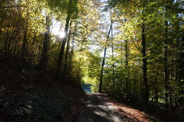 Obraz premium Weg im Mühltal bei Darmstadt