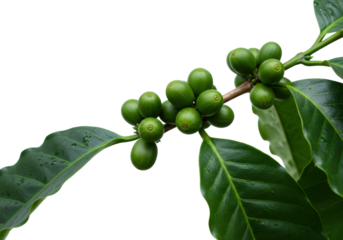 tight macro close-up of luminous lime green unripe coffea arabica berries and glossy emerald leaves with dew, isolated on a stark white infinity background, concept of raw ingredient purity