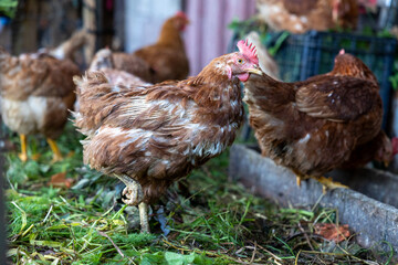 Brown chicken standing on green grass with farm hens