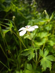 White wildflower macro with soft green bokeh background