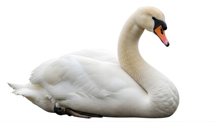 Obraz premium A majestic swan rests peacefully on a transparent background
