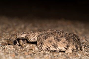 Sidewinder into the Borrego Springs desert