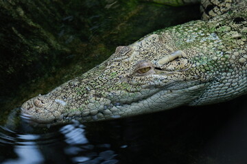 Leistenkrokodil - Crocodylus porosus 