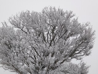 Frost-covered tree crown against overcast winter sky