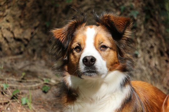 Head portrait of a handsome brown and white mixed-breed dog, a cross between a Border Collie and an Australian Shepherd