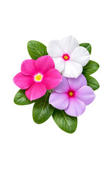 Fototapeta premium Colorful periwinkle flowers with green leaves beautifully isolated on transparent background