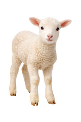 Fototapeta premium Adorable young lamb with fluffy white wool standing calmly on transparent background