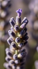 Macro Lavender Flower Budding Plant Closeup Beauty Nature Purple Blooming Flora Blossom Aroma Herb Summer Garden Field Freshness Detail Lavender Angustifolia