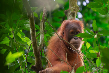 Orangutan sits among green leaves in tropical environment during bright daylight © prelevicm