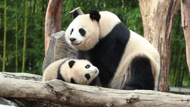 Close up Mother Panda , Xi Dou, and her Cub