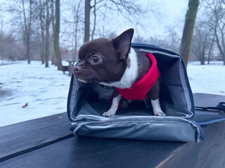 Chihuahua in a bag in winter