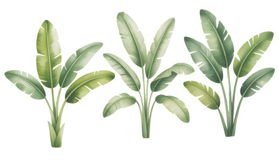 Tropical banana leaf plants painted in gentle pastel watercolor tones. © Sadhana