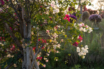 Tree blooming with colorful flowers glowing in warm sunset sunlight, spring nature background