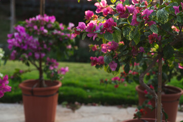 Potted blooming flowers for spring gardening preparation, home garden and seasonal planting concept