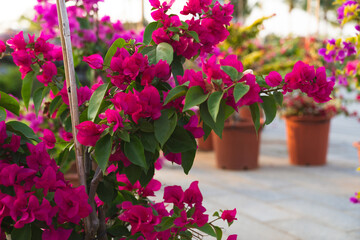 Potted blooming flowers for spring gardening preparation, home garden and seasonal planting concept