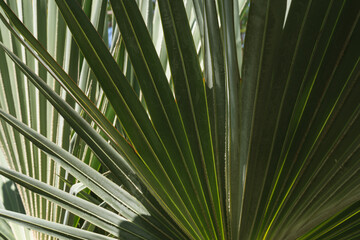 Sunlit tropical palm leaf green background with natural sunlight