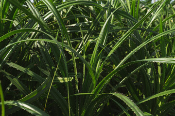 Green tropical plant background with lush foliage and natural jungle leaves